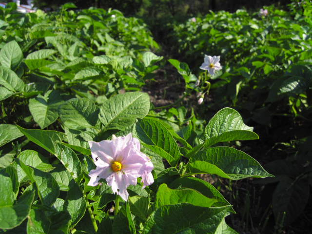 ジャガイモの花 大山くろぼく野菜畑